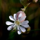 Flor (Flower)